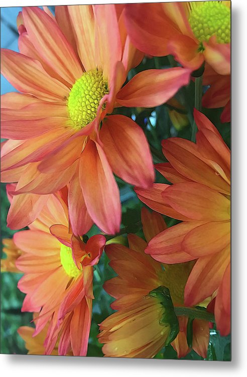 Cream and Pink Daisies Close Up - Metal Print