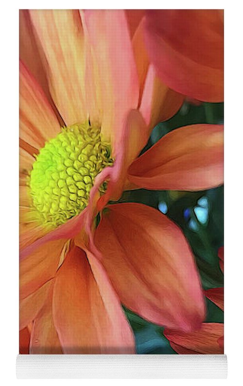 Cream and Pink Daisies Close Up - Yoga Mat