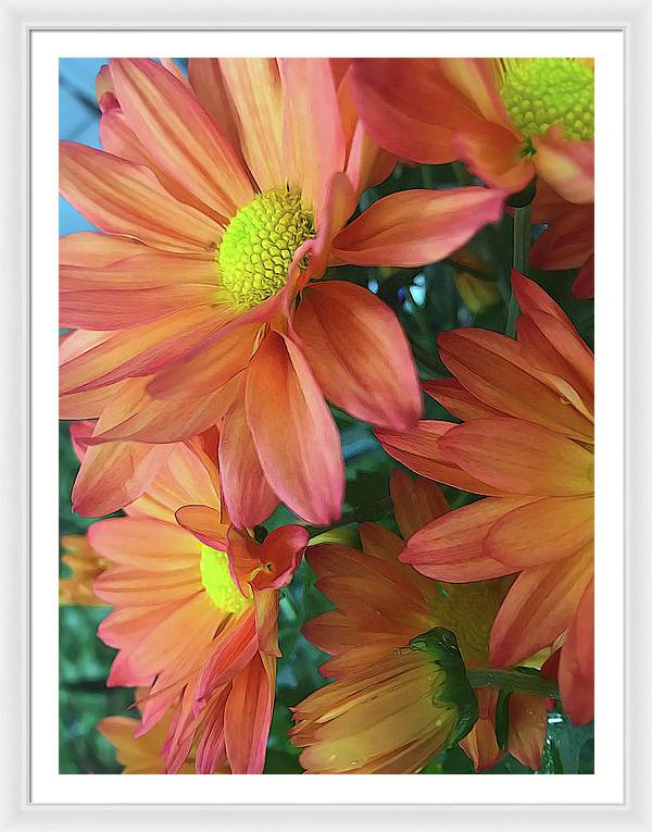 Cream and Pink Daisies Close Up - Framed Print