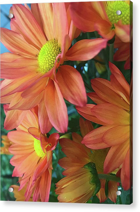 Cream and Pink Daisies Close Up - Acrylic Print