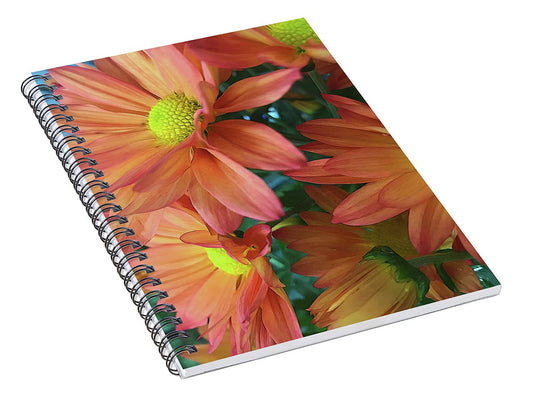 Cream and Pink Daisies Close Up - Spiral Notebook