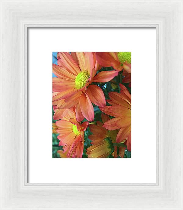 Cream and Pink Daisies Close Up - Framed Print