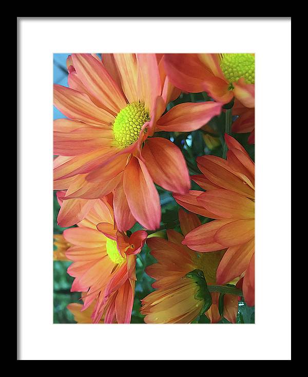 Cream and Pink Daisies Close Up - Framed Print