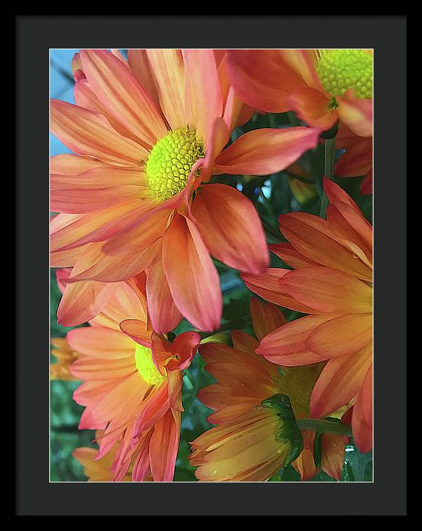 Cream and Pink Daisies Close Up - Framed Print