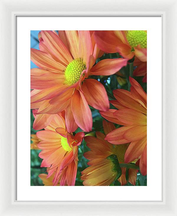 Cream and Pink Daisies Close Up - Framed Print