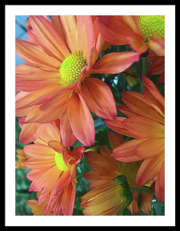 Cream and Pink Daisies Close Up - Framed Print