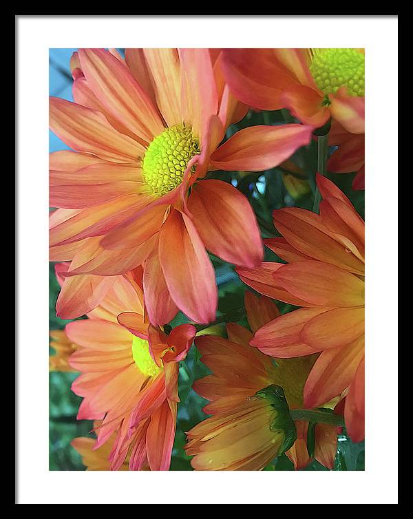 Cream and Pink Daisies Close Up - Framed Print