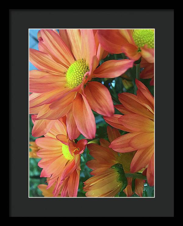 Cream and Pink Daisies Close Up - Framed Print