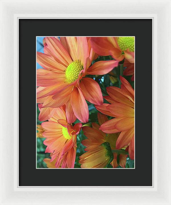 Cream and Pink Daisies Close Up - Framed Print