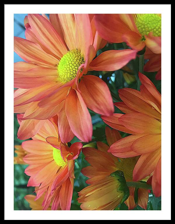 Cream and Pink Daisies Close Up - Framed Print