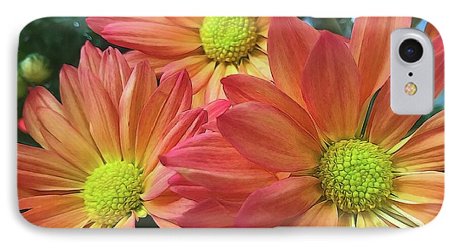Cream And Pink Three Flower Close Up - Phone Case