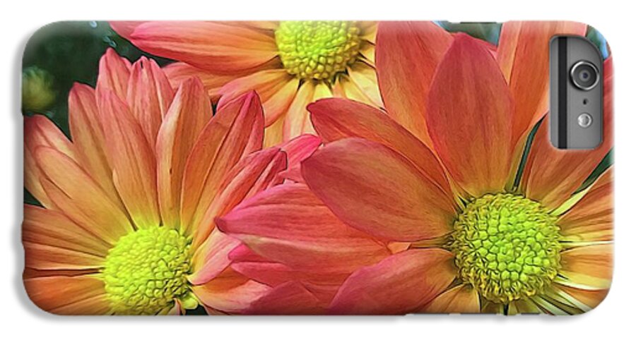 Cream And Pink Three Flower Close Up - Phone Case