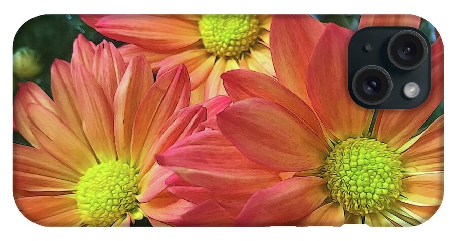 Cream And Pink Three Flower Close Up - Phone Case
