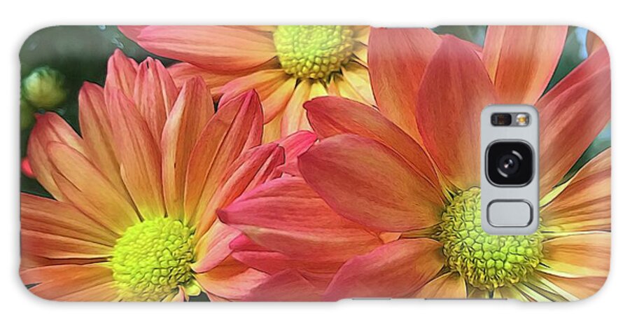 Cream And Pink Three Flower Close Up - Phone Case