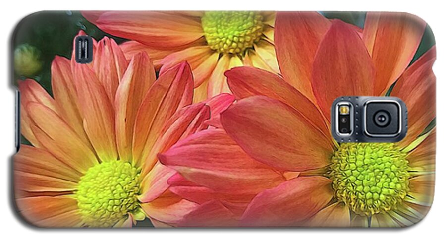 Cream And Pink Three Flower Close Up - Phone Case