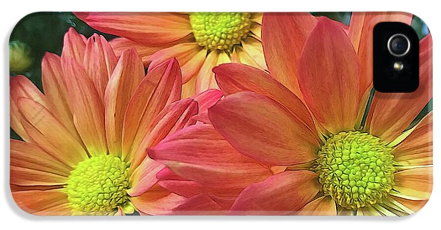 Cream And Pink Three Flower Close Up - Phone Case