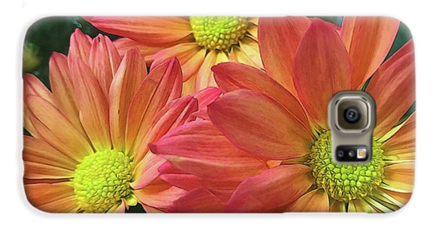 Cream And Pink Three Flower Close Up - Phone Case