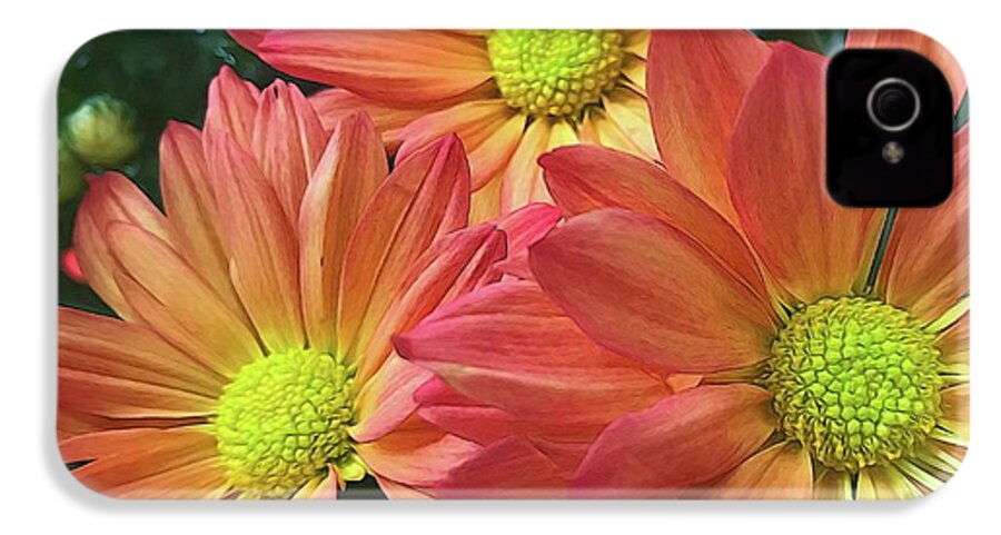 Cream And Pink Three Flower Close Up - Phone Case