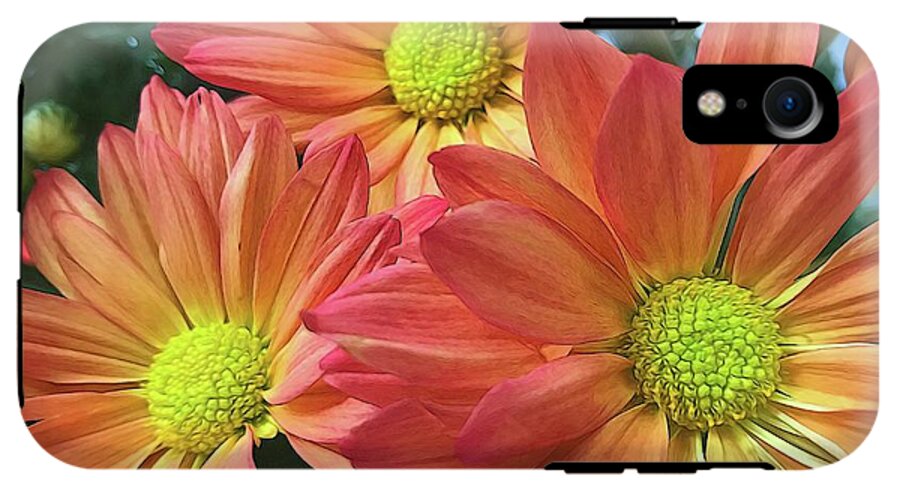 Cream And Pink Three Flower Close Up - Phone Case