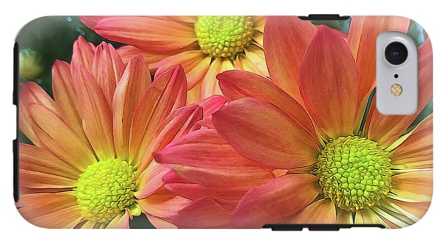 Cream And Pink Three Flower Close Up - Phone Case