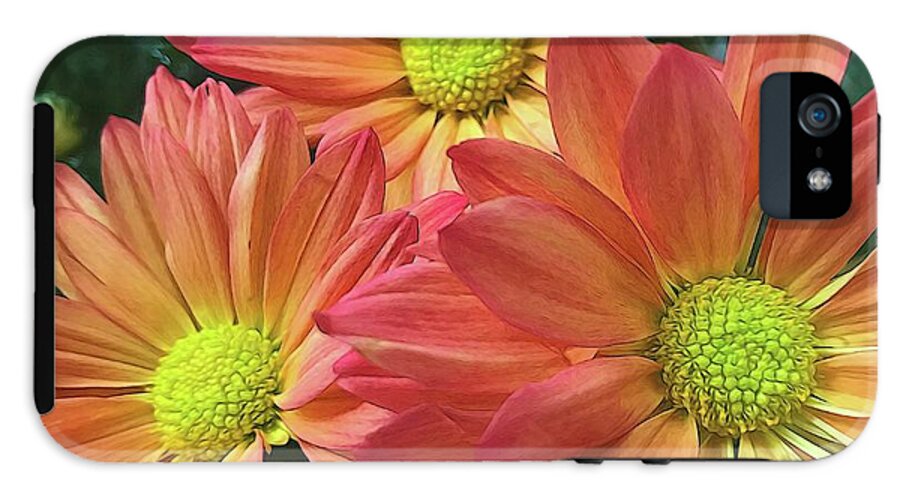Cream And Pink Three Flower Close Up - Phone Case