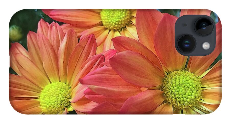 Cream And Pink Three Flower Close Up - Phone Case
