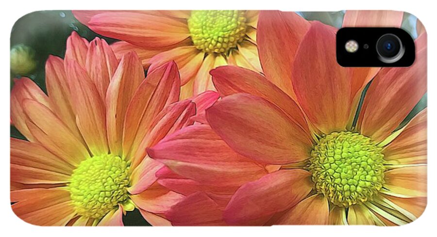 Cream And Pink Three Flower Close Up - Phone Case
