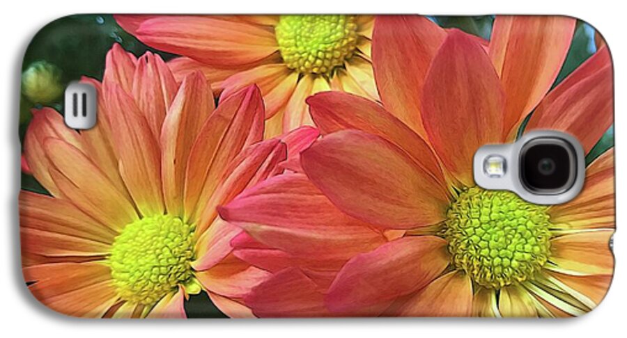 Cream And Pink Three Flower Close Up - Phone Case