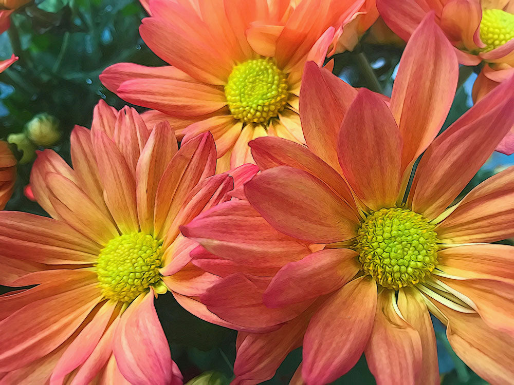 Cream and Pink Three Flower Digital Image Download