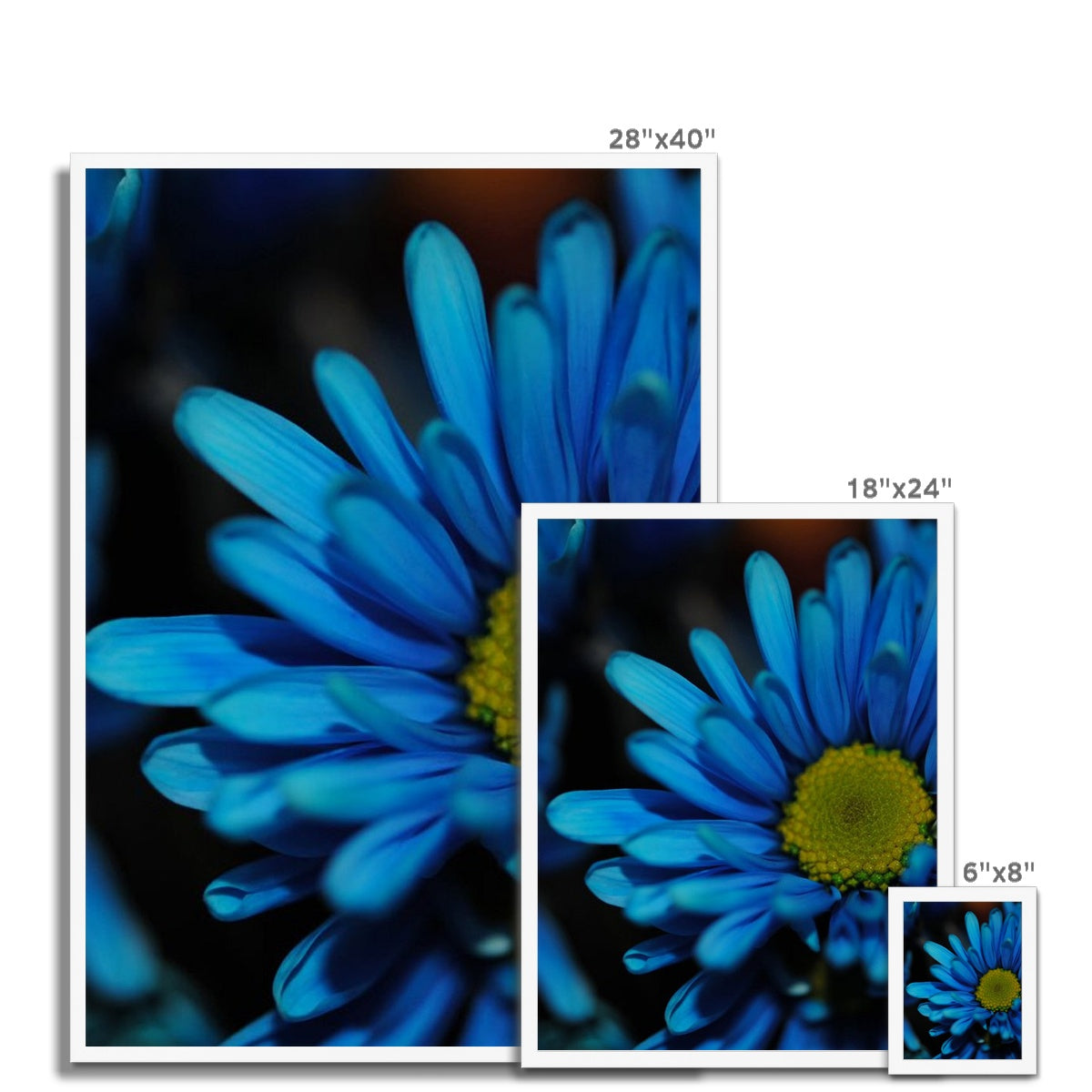 Blue Daisy Framed Print