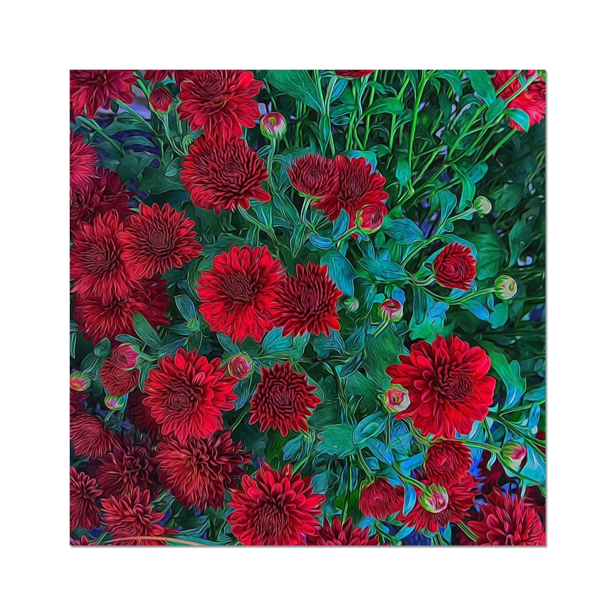 Red Mums Hahnemühle Photo Rag Print