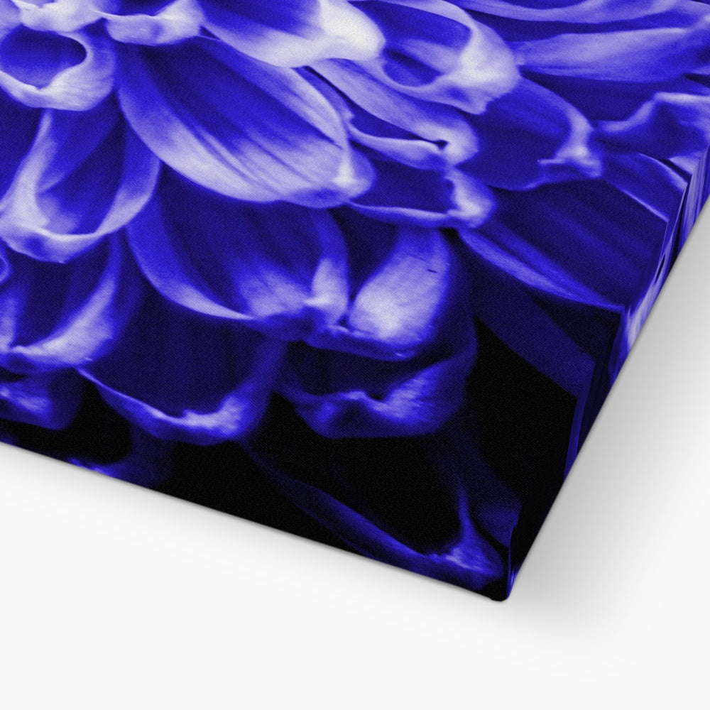 Blue Chrysanthemum Canvas