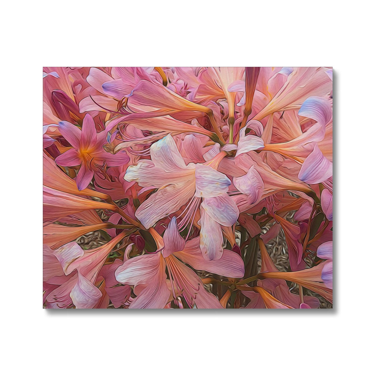 Pink Amaryllis Canvas