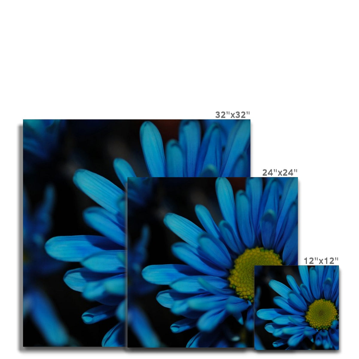 Blue Daisy Canvas