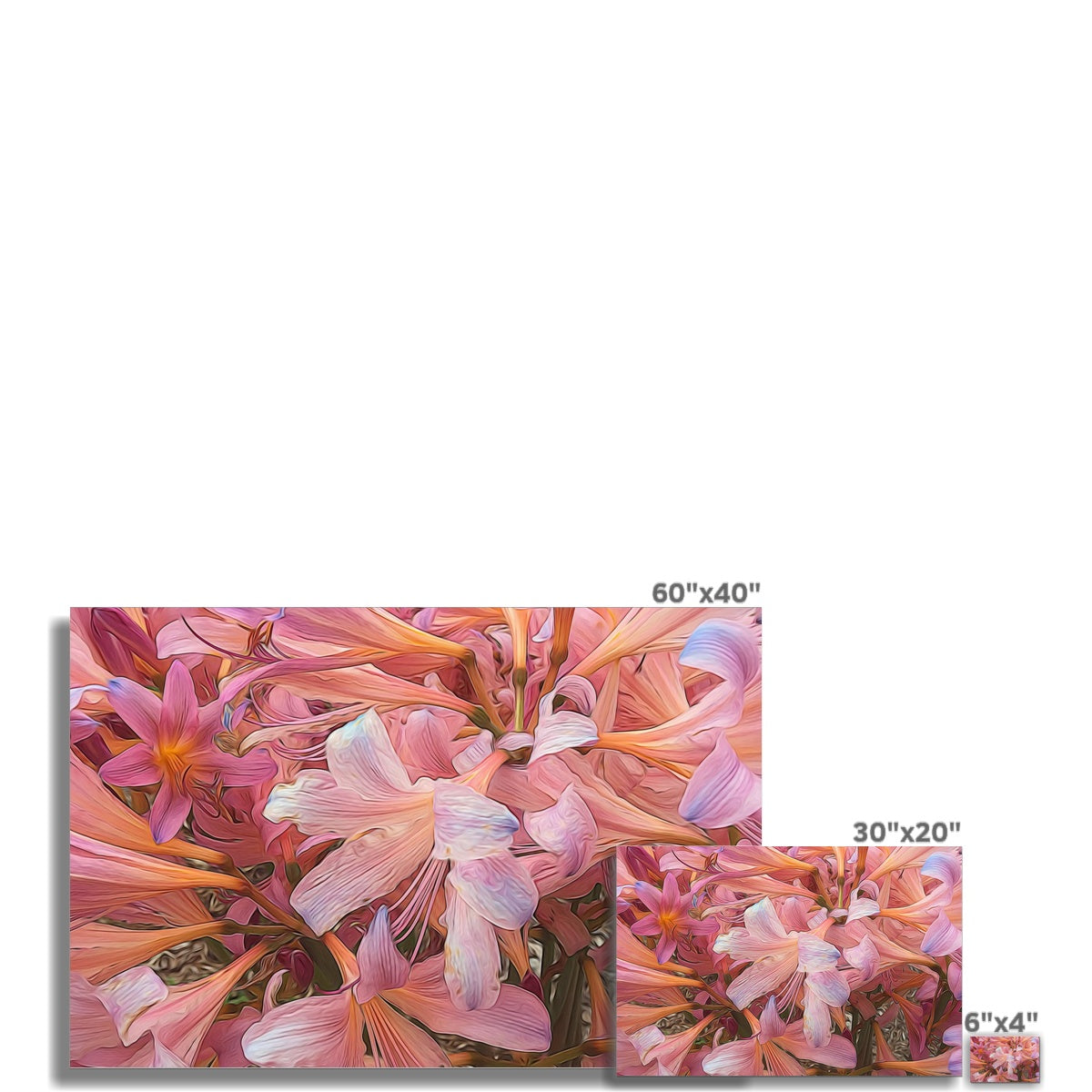 Pink Amaryllis Hahnemühle Photo Rag Print