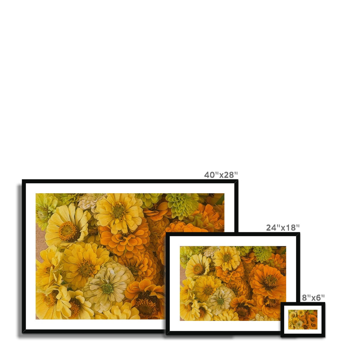 Yellow Zinnias Framed & Mounted Print