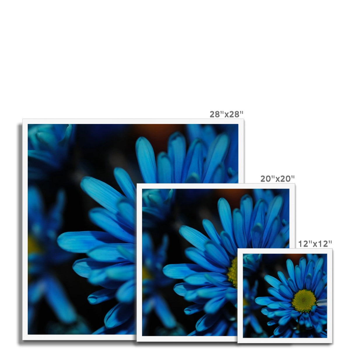 Blue Daisy Framed Print