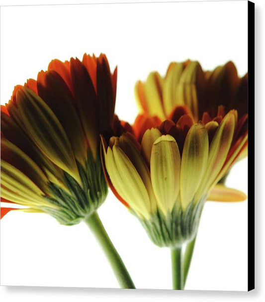 Daisy Undersides - Canvas Print
