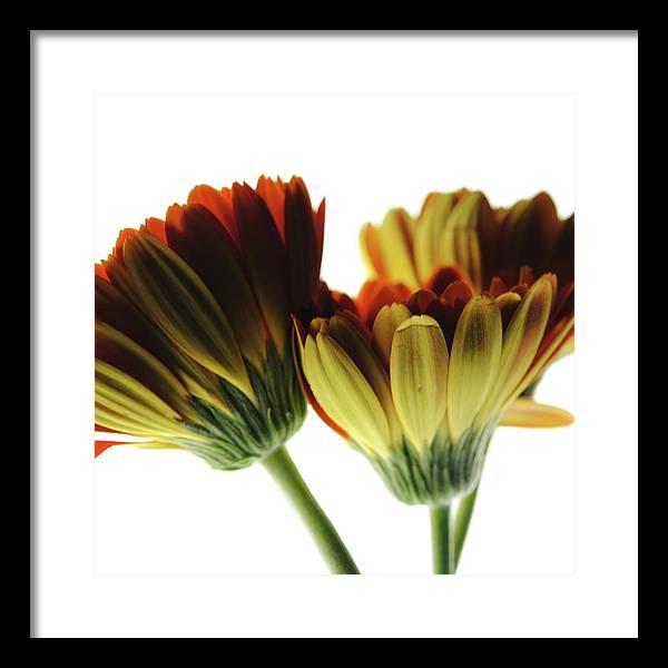 Daisy Undersides - Framed Print