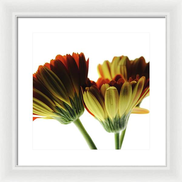 Daisy Undersides - Framed Print