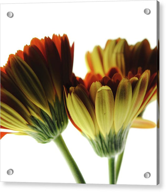 Daisy Undersides - Acrylic Print