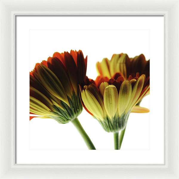 Daisy Undersides - Framed Print