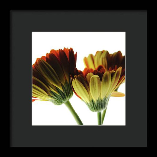 Daisy Undersides - Framed Print