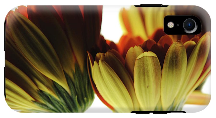 Daisy Undersides - Phone Case