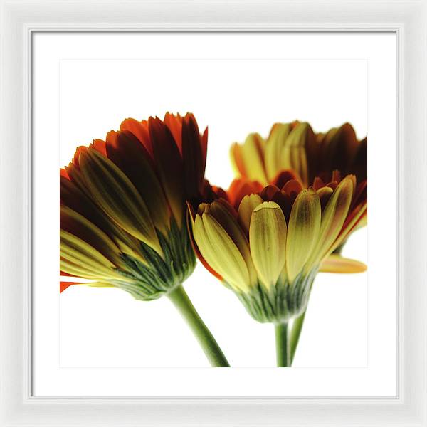 Daisy Undersides - Framed Print