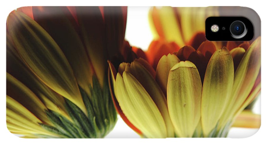 Daisy Undersides - Phone Case