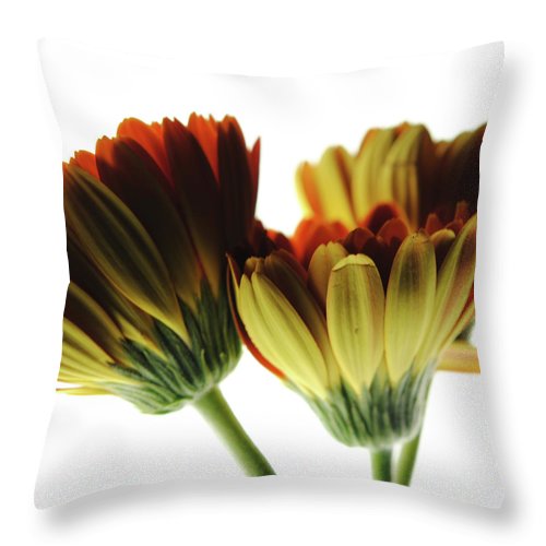 Daisy Undersides - Throw Pillow
