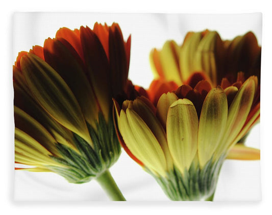 Daisy Undersides - Blanket