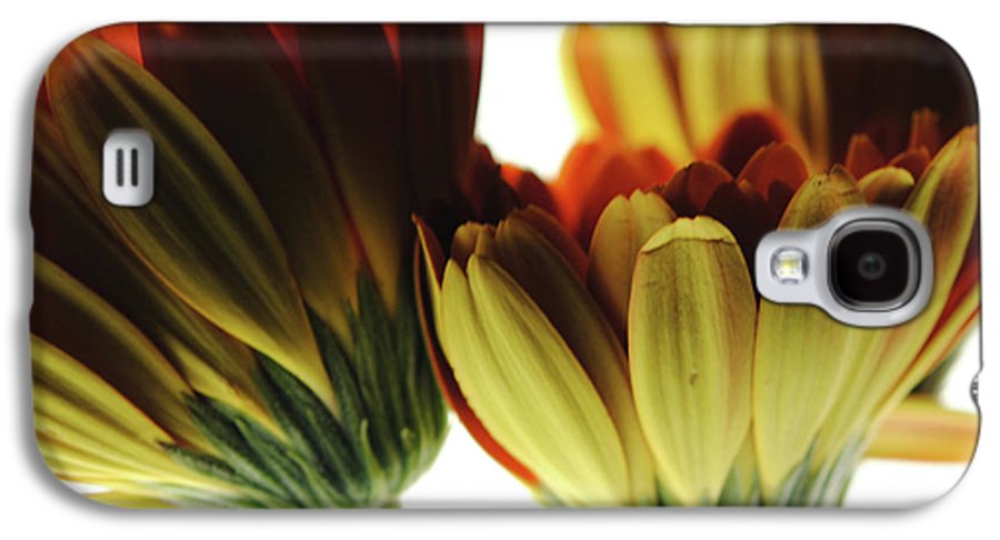 Daisy Undersides - Phone Case