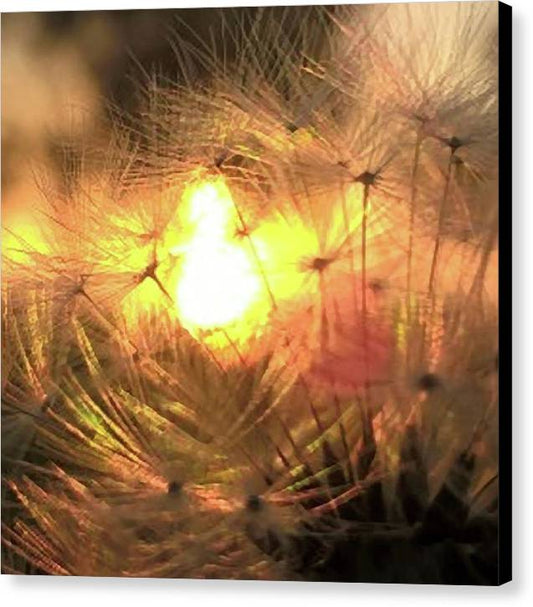 Dandelion Sunrise Wish - Canvas Print